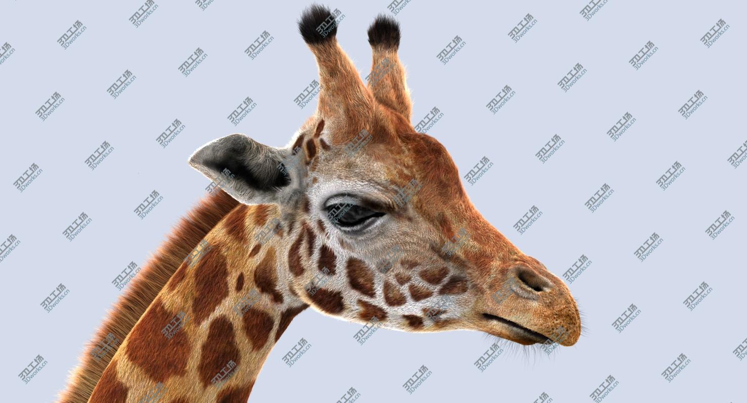 images/goods_img/202104022/Giraffe (2) (RIG) (FUR) 3D model/4.jpg